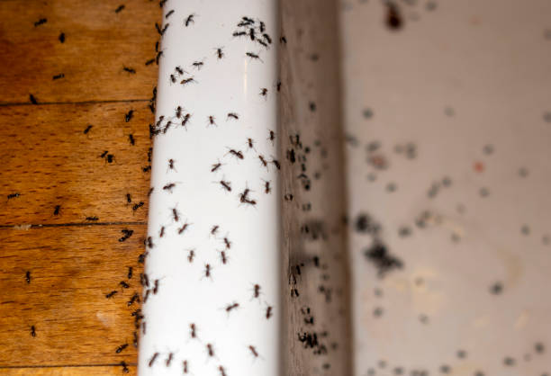 Best Affordable Pest Control Services  in Tangent, OR