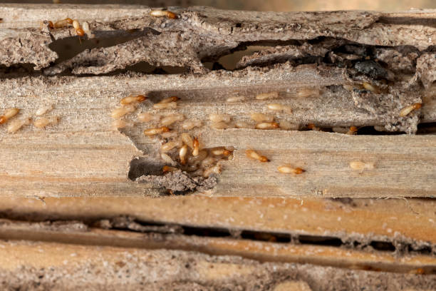 Best Mosquito Control Services  in Tangent, OR